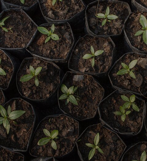 1 pasūtījums = 1 koks